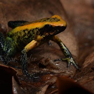 Phyllobates bicolor fb2.jpg