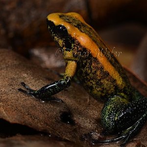 Phyllobates bicolor fb1.jpg