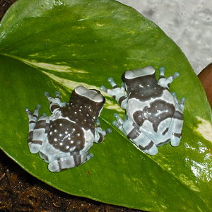 Trachycephalus resinifictrix-13.jpg