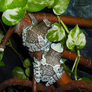 Trachycephalus resinifictrix-15.jpg