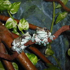 Trachycephalus resinifictrix-14.jpg