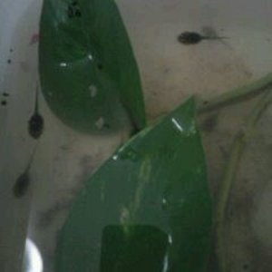 Bombinas orientalis (renacuajos).jpg