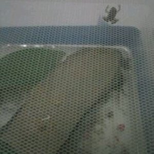 Bombinas orientalis baby.jpg