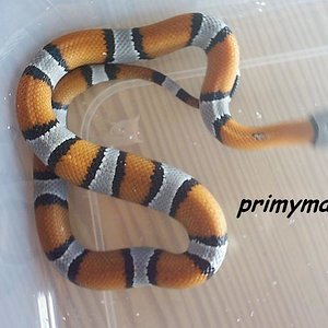 alterna blair hembra.JPG