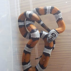 alterna blair macho.JPG