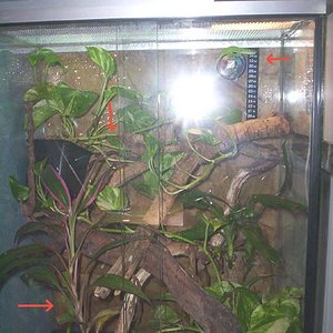 Terrario Phelsumas1.jpg