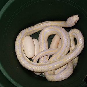 Copia de hembra de get con puesta.jpg