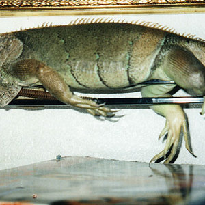 Juana durmiendo flexo.jpg