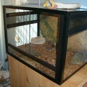 terrariofasmid10.JPG