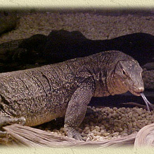 water-monitor-2.jpg