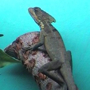 basilisk 005.jpg