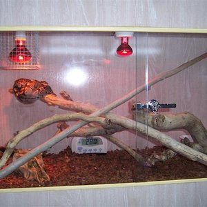 IGUANAS EN VENTA Y TERRARIOS MIOS 016 (Small).jpg