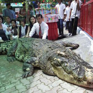 crocodile1.jpg