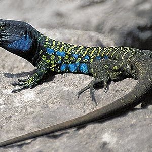 gallotia gallotia -tenerife.jpg