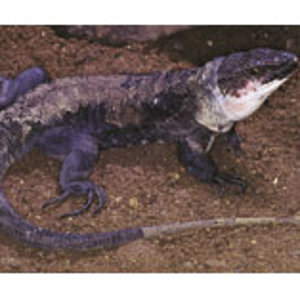 gallotia simonyi braboana-la gomera.jpg