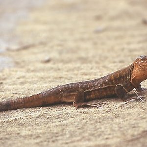 gallotia sthelini-grancanaria.jpg1.jpg