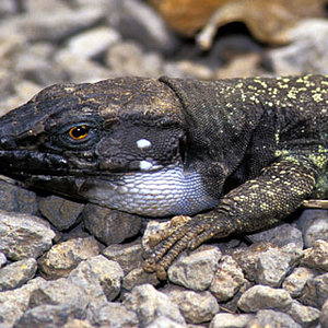 gallotia gallotia eisentrauti-tenerife.jpg