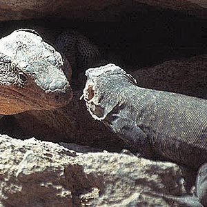 gallotia sthelini-grancanaria.jpg