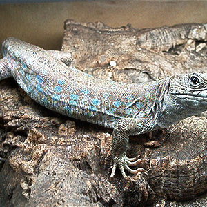 Timon lepidus nevadensis.jpg