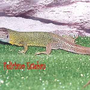 Lacerta schreiberi.jpg