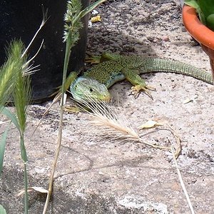 Lacerta schreiberi2_2.JPG
