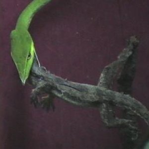 ahaetulla,,,caza. 004.jpg