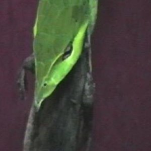 ahaetulla,,,caza. 008.jpg