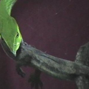 ahaetulla,,,caza. 005.jpg