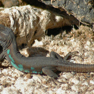 gallotia atlantica-lanzarote.jpg
