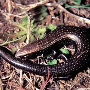chalcides viridanus.jpg