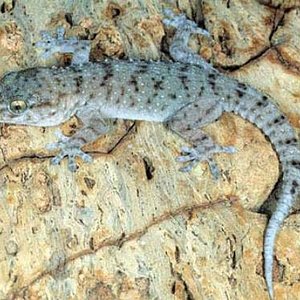 tarentola gomerensis.jpg