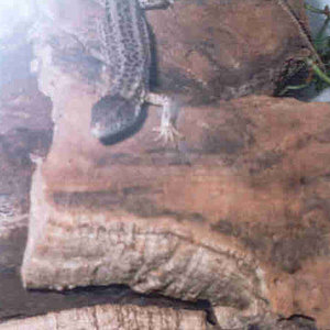 Lacerta schreiberi (Lagarto Verdinegro) Hembra.jpg