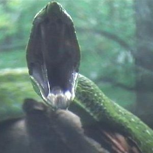 ahaetulla,,,caza.2 003.jpg