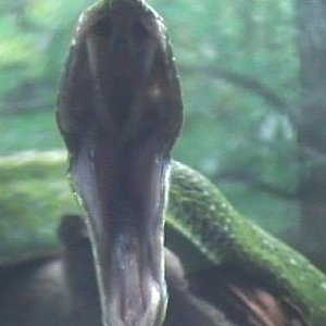 ahaetulla,,,caza.2 006.jpg