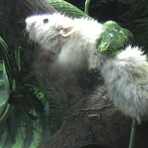 ahaetulla,,,caza.2 018.jpg