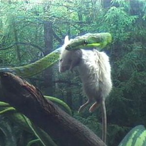 ahaetulla,,,caza.3 001.jpg