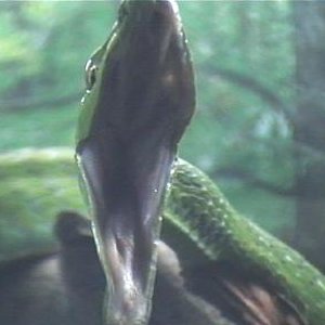 ahaetulla,,,caza.2 009.jpg