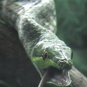 ahaetulla,,,caza.2 014.jpg