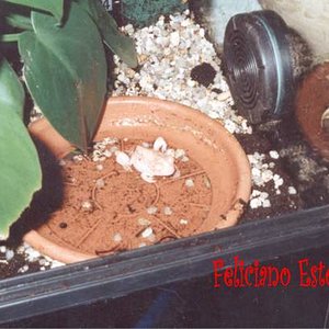 Pelobates Cultripes (Sapo Espuela) albino 1.jpg