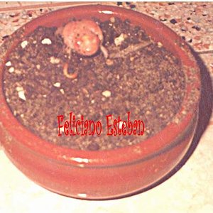 Pelobates Cultripes (Sapo Espuela) albino 2.jpg