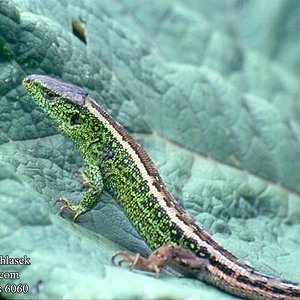 lacerta_agilis_6060.jpg