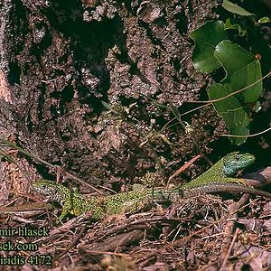 lacerta_viridis_4172.jpg