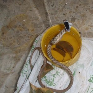 mis reptiles 2 (2).JPG