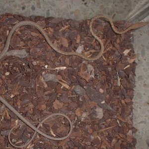 mis reptiles 5 (5).JPG