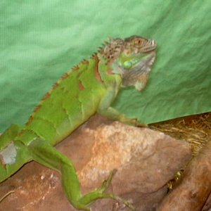 Iguana.JPG