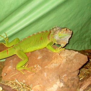 iguana2.JPG