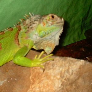 iguana3.JPG