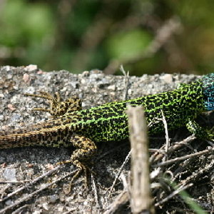 LACERTA-SCHREIBERII-124b.jpg