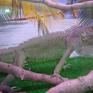mi iguana 2.JPG