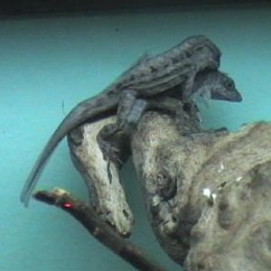 acoplacion anolis 006.jpg